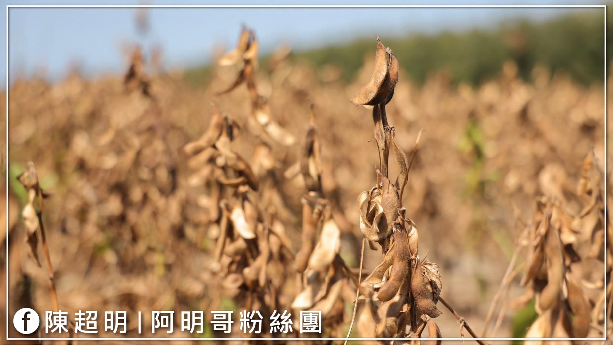 陳超明 成功爭取 後龍黑豆稻米 農糧署納入天然災害救助4